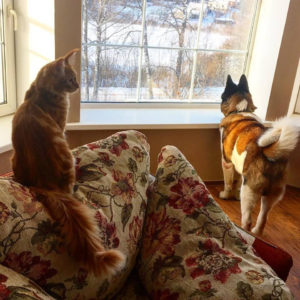 Пес Джим и кот Месяц в доме в Пушкинских горах