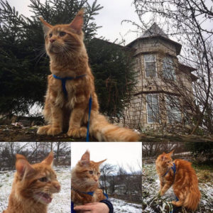 Кот по имени Месяц на фоне дома в Пушкинских горах